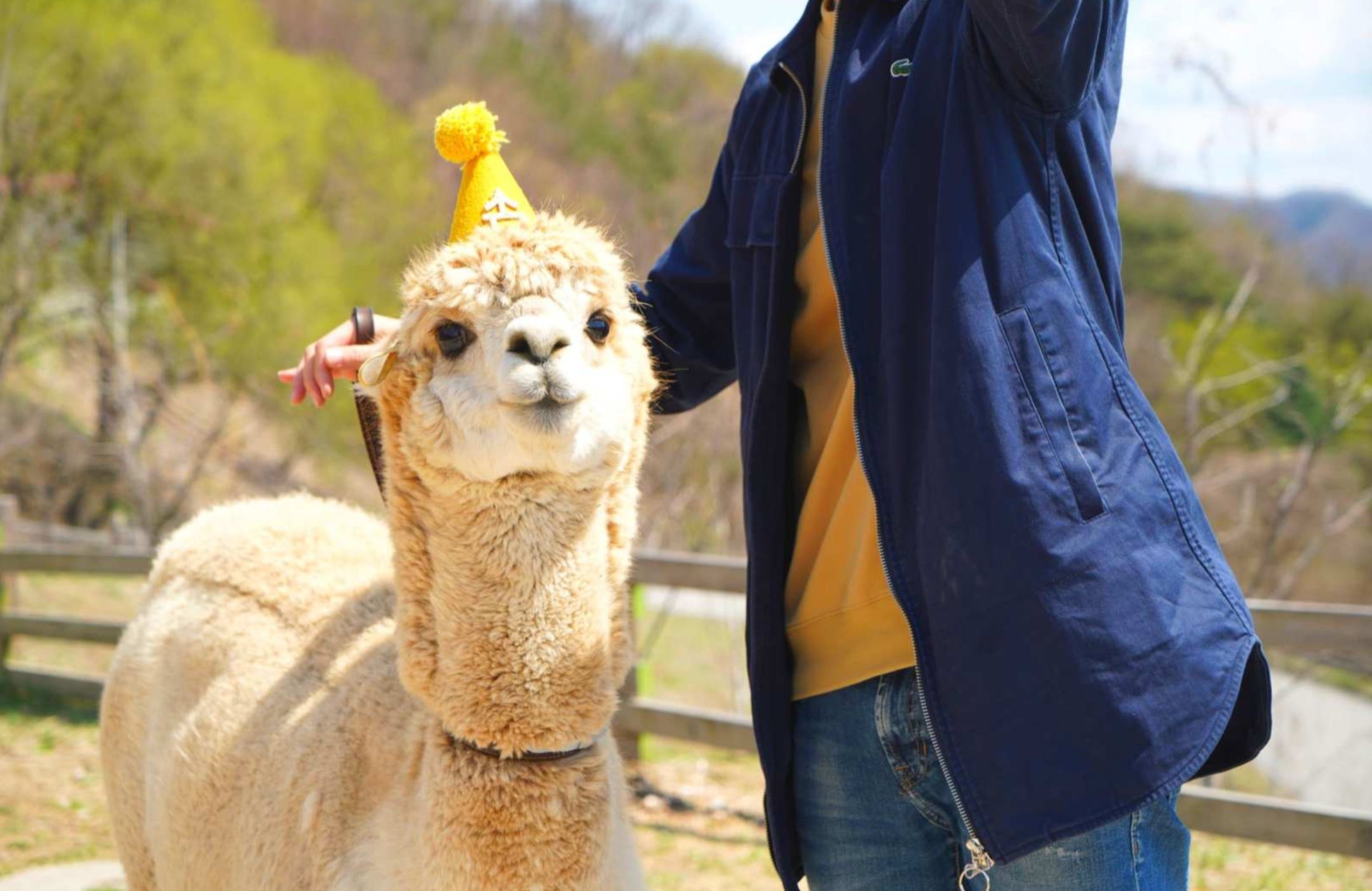 Gangwon Province Day Tour: Alpaca World, Hoengseong Luge, Museum San - Photo 1 of 10